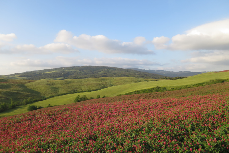 Paesaggio collinare e fiori rossi a Volterra